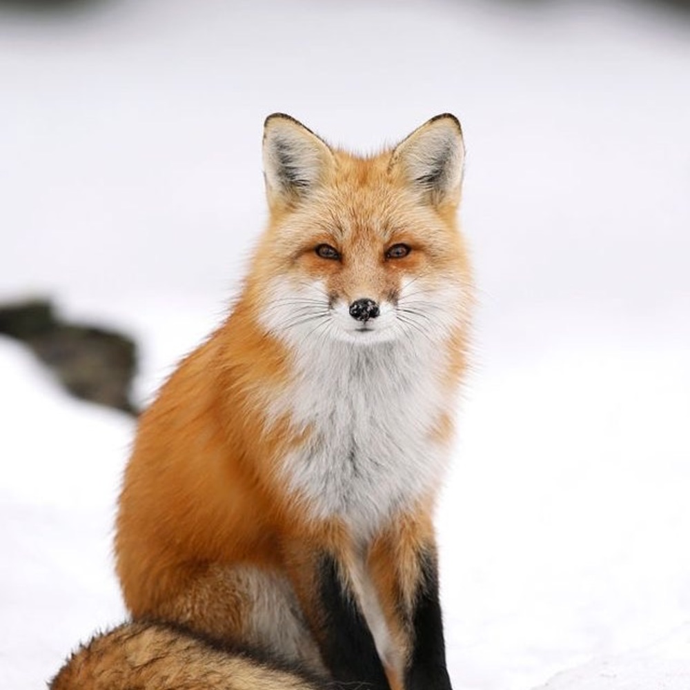 Meet your Posher, Grace